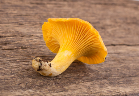Yellow chanterelle isolated on wooden backgroundの写真素材