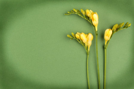 Freesia flowers on green paper background with copy spaceの写真素材
