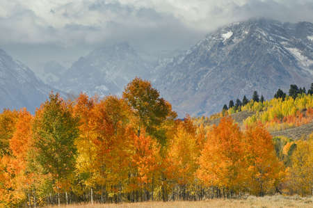 Mountain vista with Fall colors Grand Tetonsの写真素材