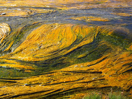 Colorful algae floats on geothermal stream in Yellowstone USAの写真素材