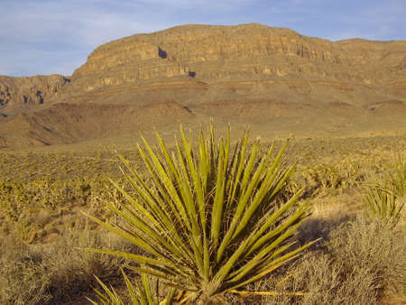 Mojave Yucca in desert setting Arizona USAの写真素材