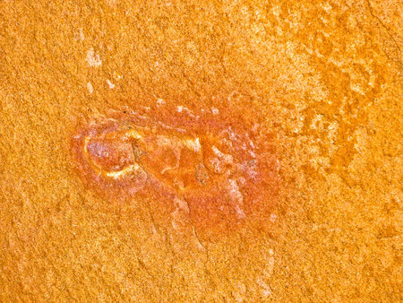 Pictograph of animal on sandstone rock surface Valley of Fire