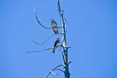 Two birds on winter tree in Yellowstone Parkの写真素材