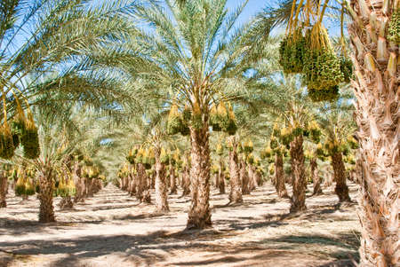 Ripened California Date Palm Orchard in sunshineの写真素材