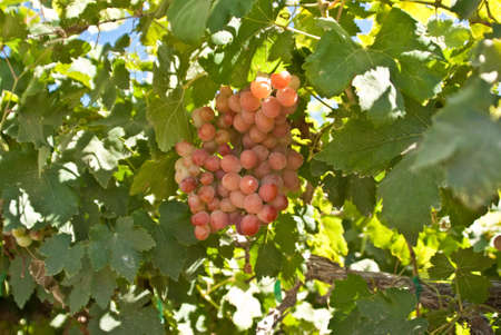 Red grapes ripen on the vine in Californiaの写真素材