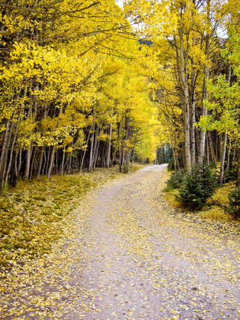 Journey through the aspens in Fall Colorado USAの写真素材