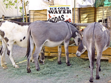 Wild Burros eat and drink on a hot day