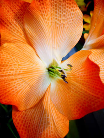 Exotic orange flower in botanical gardensの写真素材