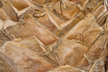 Palm bark close up