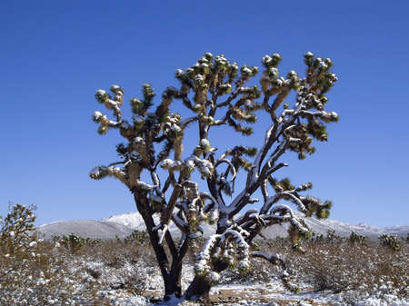 Rare snow storm in Mohave desert, Nevadaの写真素材