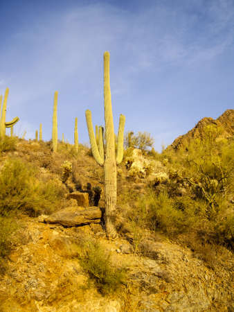 Hillside of saguaro in Saguaro National Park, Arizonaのeditorial素材