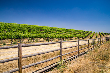 Grapevines in rows in Californiaの写真素材