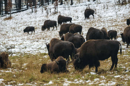 Bison grazing in Yellowstone Winterの写真素材