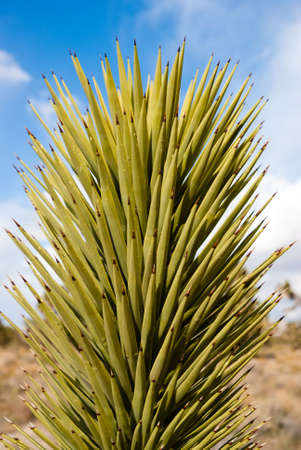 Yucca in Nevada desertの写真素材