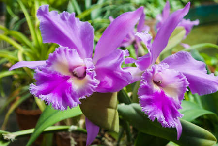Pink flowers with ruffles on petalsの写真素材