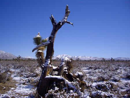 Rare snow storm in Mojave Desert Nevadaの写真素材