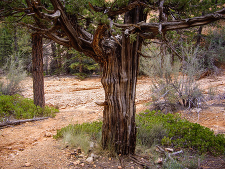 Weathered tree in Bryce Canyon National Park, Utah USA