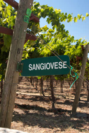 Vineyard sign for Sangiovese grapesのeditorial素材