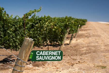 Cabernet Sauvignon sign in dusty California vineyardのeditorial素材