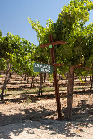 Grapes in vineyard in Californiaのeditorial素材