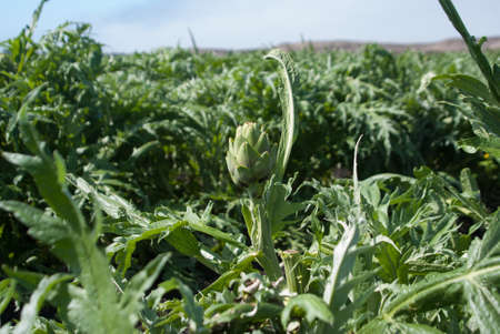 Artichoke in field in Californiaの写真素材