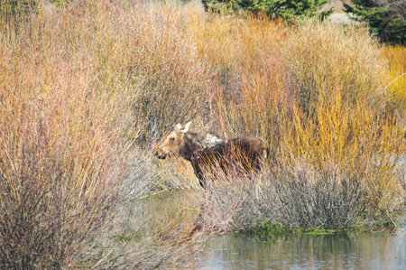 Moose in water in Grand Tetons National Parkの写真素材