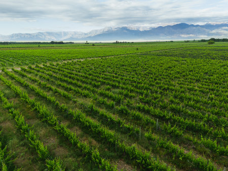 aerial view of vineyards in mendoza argentinaの写真素材
