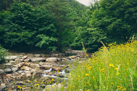 Stream flowing through a forest with lush green trees and flowers along the bank of a river. Calm flowing water on a mountain.の写真素材