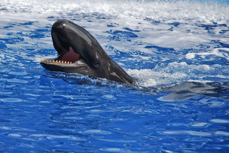 Spectacular show. March 2009, Orlando.の写真素材