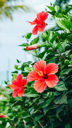 Red Hibiscus flower in tropical garden, Thailand. (Soft focus)の素材