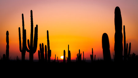 Silhouette of Saguaro cactus in the desert at sunsetの素材