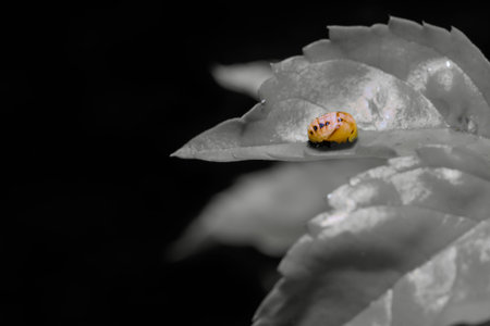 Extreme macro ladybug pupa on the green leaf