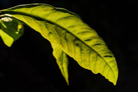 Sunlight shining through the leavesの写真素材