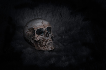 Still life Skull on black backgroundの写真素材