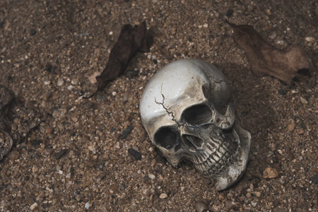 Skull on droughtの写真素材
