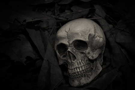 Skull on trees blackの写真素材