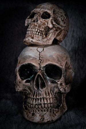 Still life Skulls on black backgroundの写真素材