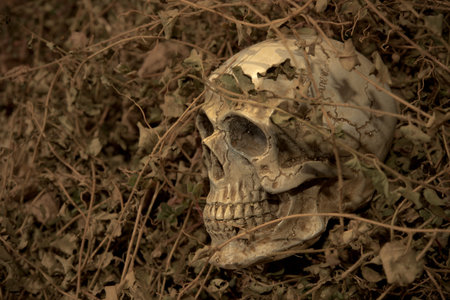 Skull head on scrap woodの写真素材