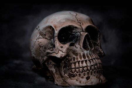 Still life skull on black backgroundの写真素材