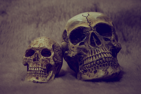 Still life skull on black backgroundの写真素材