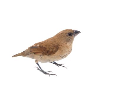 House Sparrow against isolated on a white background. Clipping pathの写真素材