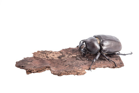 Rhinoceros beetle, Rhino beetle, Hercules beetle, Unicorn beetle, Horn beetle on wooden isolated...