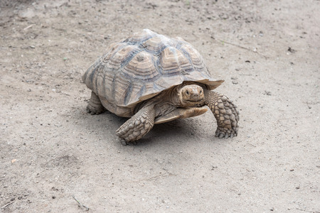 Giant Aldabra tortoise (Aldabrachelys gigantea)の写真素材