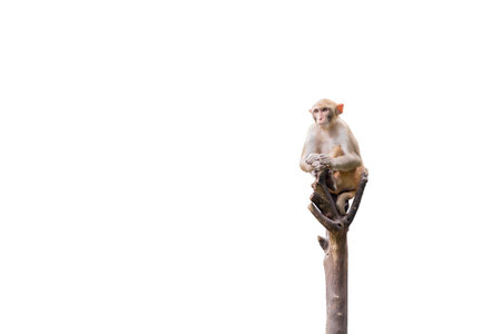 Monkey on the tree isolated on white background. Clipping path