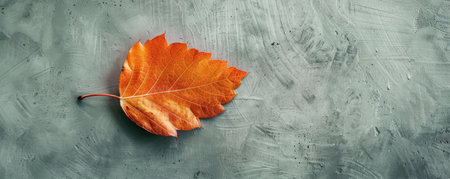 An image of a single leaf placed against an otherwise empty background, signifying nature in isolationの素材