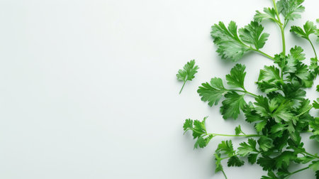 Fresh organic parsley leaves and sprigs on white background. Use as herb in cooking or garnish for dishes.の素材