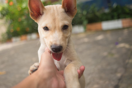 Cutie little Thai dog licked a hand