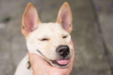 Cutie little Thai dog in a handの写真素材