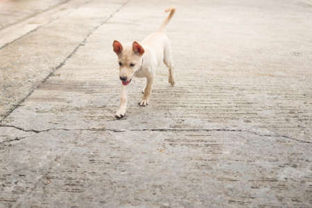 Cutie little Thai dog walkingの写真素材
