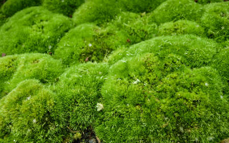 Part of an unbelievably extensive patch of mossの写真素材